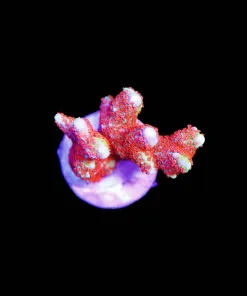 Wysiwyg Forest Fire Montipora digitata [F153]