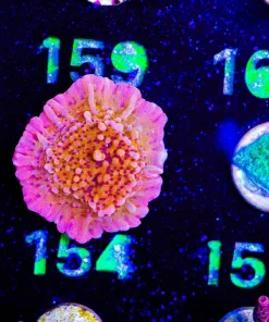 Wysiwyg Reef Raft Nauti Spiral Montipora Frag [F154]