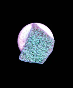 Wysiwyg Leng Sy Montipora Frag [F155]