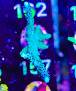 Wysiwyg Massive Acropora Frag | Mini Colony Size [F157]