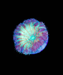 Wysiwyg Blastomussa Frag [F16]