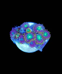 Wysiwyg TINY Zoanthid Frag [F16]