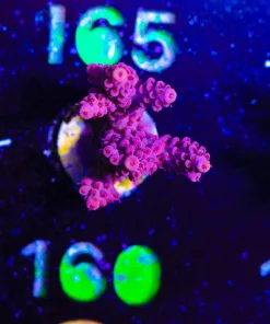Wysiwyg Acropora Frag [F160]