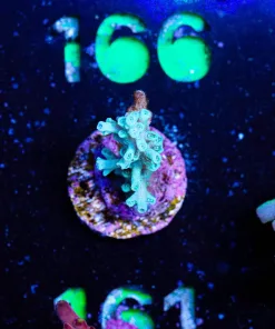 Wysiwyg TINY Ice Fire Enchinata Frag [F161]