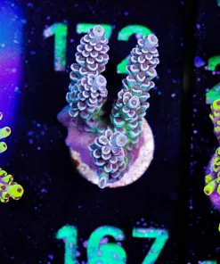 Wysiwyg Large Acropora Tenuis Frag [F167]