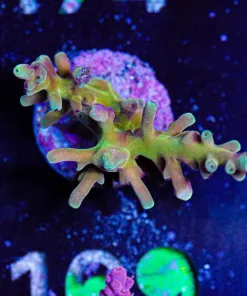 Wysiwyg Golden Dragon Enchinata Frag [F169]