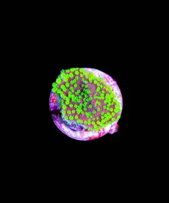 Wysiwyg Tiny Purple Eggplant Montipora Frag [F169]