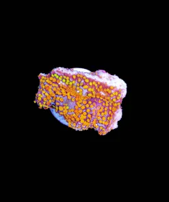 Wysiwyg Reverse Rainbow Montipora [F170]