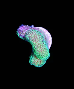 Wysiwyg Stylophora Frag [F171]