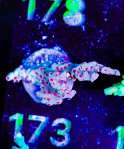 Wysiwyg Red Robyn Frag [F173]