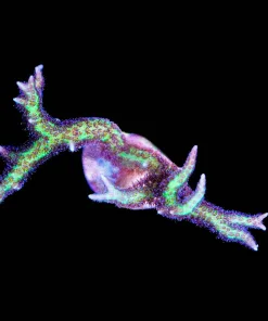 Wysiwyg Purple Cactus Birdsnest | Easy Fast Growing SPS Coral [F173]