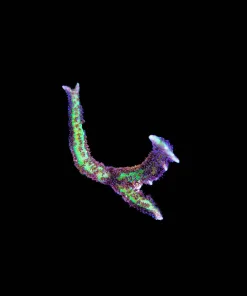 Wysiwyg Purple Cactus Birdsnest | Easy Fast Growing SPS Coral [F175]