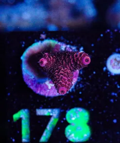 Wysiwyg Acropora Miellpora Frag [F178]