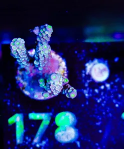 Wysiwyg Tenuis Frag [F178]