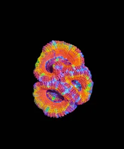 Wysiwyg Ultra Grade Acan Frag [F18]