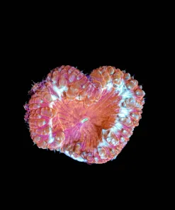 Wysiwyg Blastomussa Frag [F18]