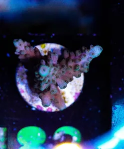 Wysiwyg Acropora Frag [F182]