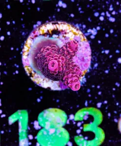Wysiwyg Acropora Miellpora Frag [F183]
