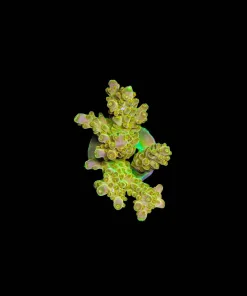 Wysiwyg Golden Budga Large Frag [F184]