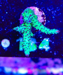 Wysiwyg Venom Acropora Frag Large [F184]