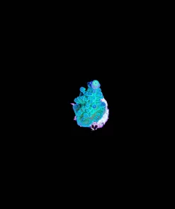 Wysiwyg Obi Wan Tortusa Frag | Fast Growing Species [F185]