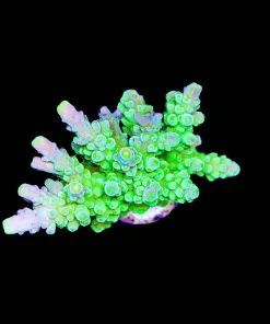 Wysiwyg Massive Green Dragon Tortusa Frag [F186]