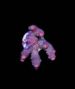 Wysiwyg Large Acropora Frag [F187]