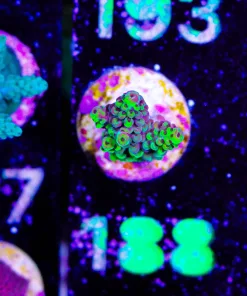 Wysiwyg Acropora Frag [F188]