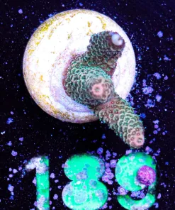 Wysiwyg Acropora Miellpora Frag [F189]