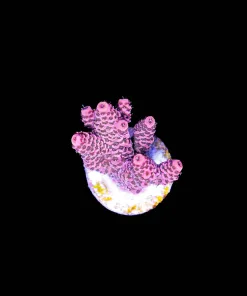 Wysiwyg Pink Acropora [F189]