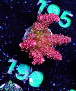 Wysiwyg Top Shelf Aquatics Large Princess Peach Acropora Frag [F190]