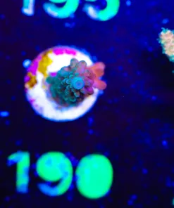Wysiwyg Small Acropora Frag [F190]