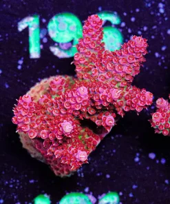 Wysiwyg Top Shelf Aquatics Large Princess Peach Acropora Frag [F191]