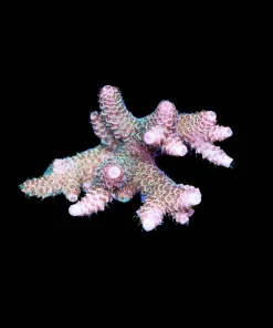 Wysiwyg Large Acropora Millepora [F191]