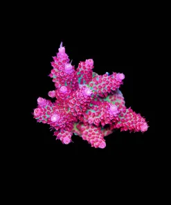 Wysiwyg Large Top Shelf Aquatics Princess Peach Acropora Frag [F192]