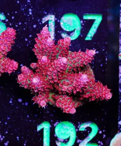 Wysiwyg Top Shelf Aquatics Large Princess Peach Acropora Frag [F192]
