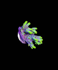 Wysiwyg Scorpion Acropora Frag [F193] *Free Shipping ! No Minimum Livestock Spend*
