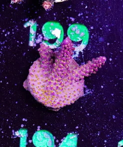 Wysiwyg Reef Raft Pink Cadillac Frag [F194]