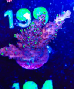 Wysiwyg Large Acropora Frag [F194]