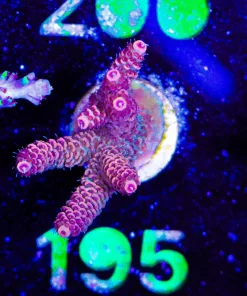 Wysiwyg Acropora Millepora Frag [F195]