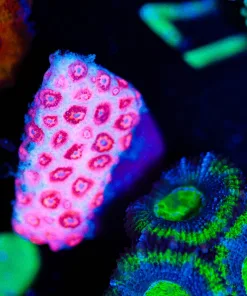 Wysiwyg Flowerpot Frag | Not Opening | PICK UP ONLY | Can You save it ? FREE [F20]