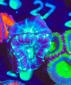 Wysiwyg Misty's Acan Frag [F20]