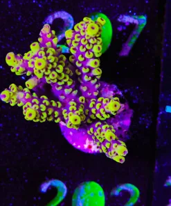 Wysiwyg Large Scorption Frag [F202]
