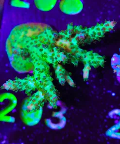 Wysiwyg Massive Venom Frag [F203]