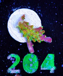 Wysiwyg Small Reef Raft Rainbow Loom Acropora Frag [F204]