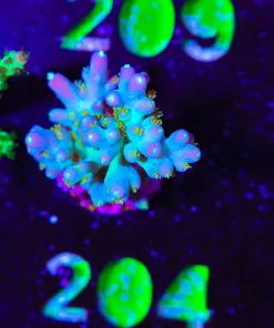 Wysiwyg Unique Deepwater Acropora Frag [F204]