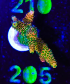 Wysiwyg Sunset Millepora [F205]