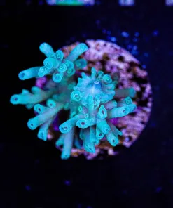 Wysiwyg Small Ice Fire ENchinata Frag [F206]