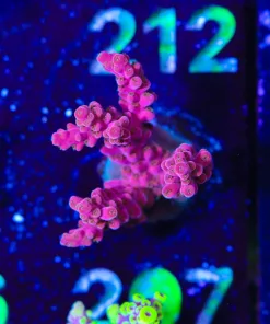 Wysiwyg Tropic THunder Frag [F207]