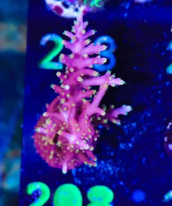 Wysiwyg Massive Pink Dragon Acropora Frag [F208]